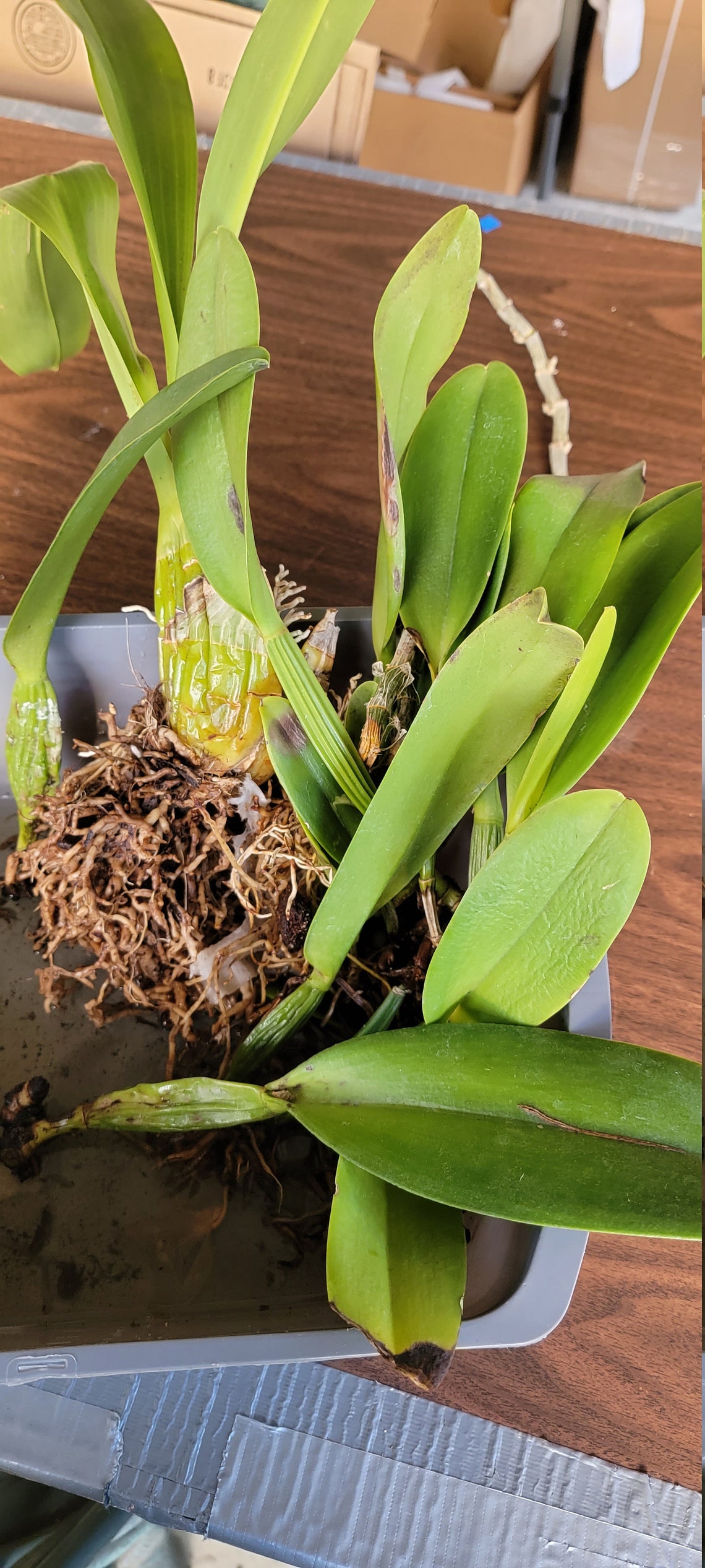 Box of 68 Rescue Orchid bulbs canes plants of random Etsy