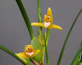 Giant overgrown in pot.  Multiple divisions.  BLOOM Stage  Maxillaria tenifolia - Yamada fragrant Coconut Orchid