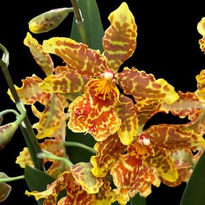 May include: Close-up of a vibrant orchid with yellow petals speckled with brown and red markings. The flower's center is a mix of red and yellow, with a dark background. Green leaves and stems are visible.