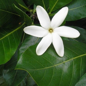 Tiare Flower Starter Plant also called Tahitian Gardenia     50 Shades of Aloha