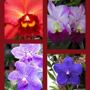 SPECIAL PURCHASE (3) Starter Orchid Plant Seedlings (Please read description for details) .......... 50 Shades of Aloha