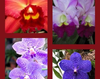 From 16 varieties and colors LIMITED BUNDLE SPECIAL (4) Starter Orchid Plant Seedlings (Please read description for details)