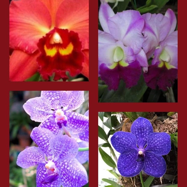 From 16 varieties and colors LIMITED BUNDLE SPECIAL (4) Starter Orchid Plant Seedlings (Please read description for details)