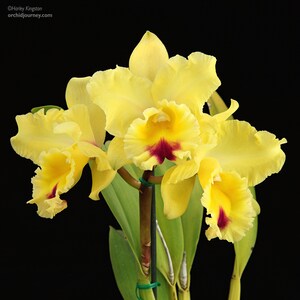 BLC Goldenzelle Lemon Chiffon AM/AOS Orchid Starter........ 50 Shades of Aloha