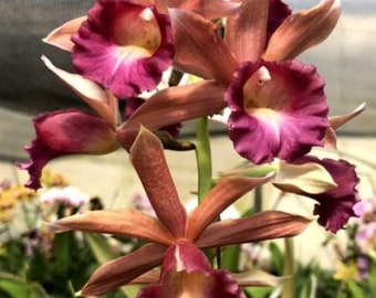 Phaius Lady Ramona Harris 'Looking @ You' Orchid Plant.... 50 Shades of Aloha