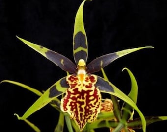Banfieldara Gilded Tower ‘Mystic Maze’ starter plant