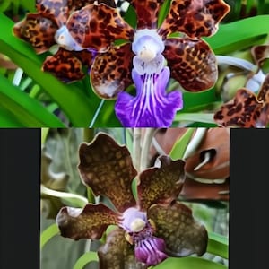 Papilionanda Paksorn Fragrance x Vanda Kultana Indian Incense orchid plant