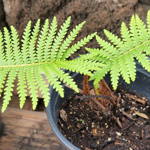 Back in stock LIMITED Hawaiian Fern Tree. Endemic to Hawaii. Only available occasionally with very limited supply. ....