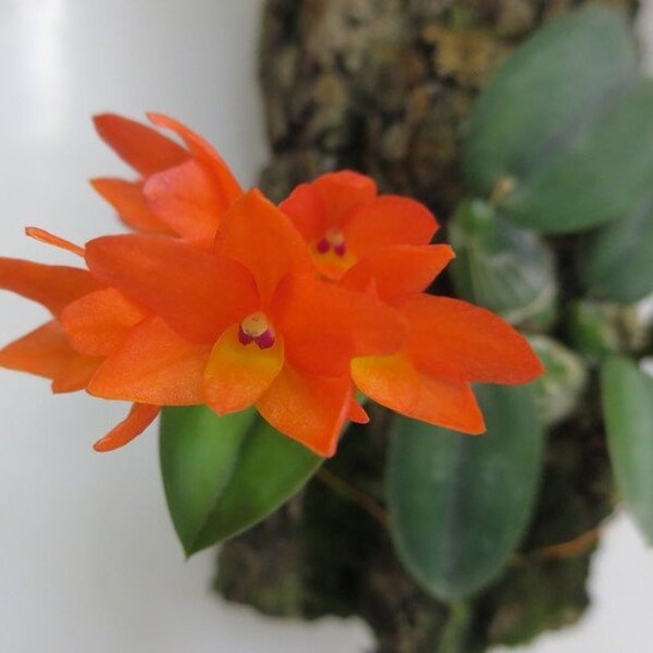 Miniature Orchid Sophronitis Cernua mounted on bark. Rare Orchid Collectors Must Have Bloom Stage .... 50 Shades of Aloha