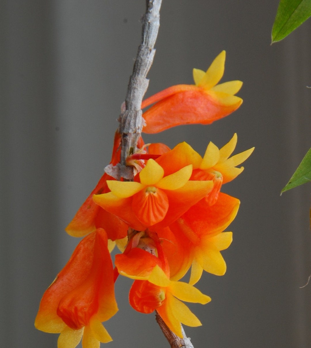 Candy Corn Orchid Flowers Den. Chrysopterum X Sib Orchid Plant. Hawaii