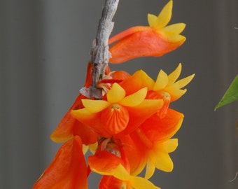 Candy Corn Orchid Flowers Den. chrysopterum x sib Orchid Plant. Hawaii Grown Bloom Size