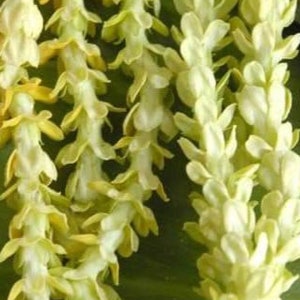 Pakalana Live Vine Plant (Telosma cordata)  Flower for lei making  50 Shades of Aloha