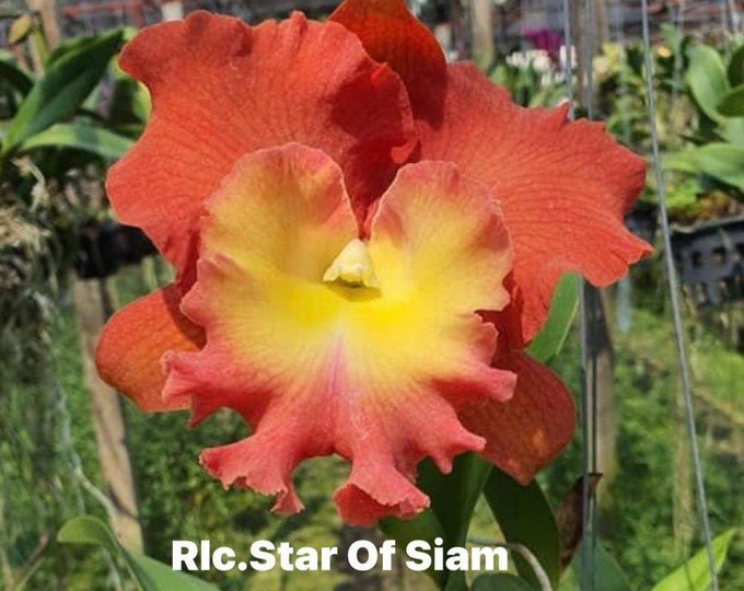 ORCHID FLASK Rlc . Star of Siam , Lovely Color and Size Orchid Flask