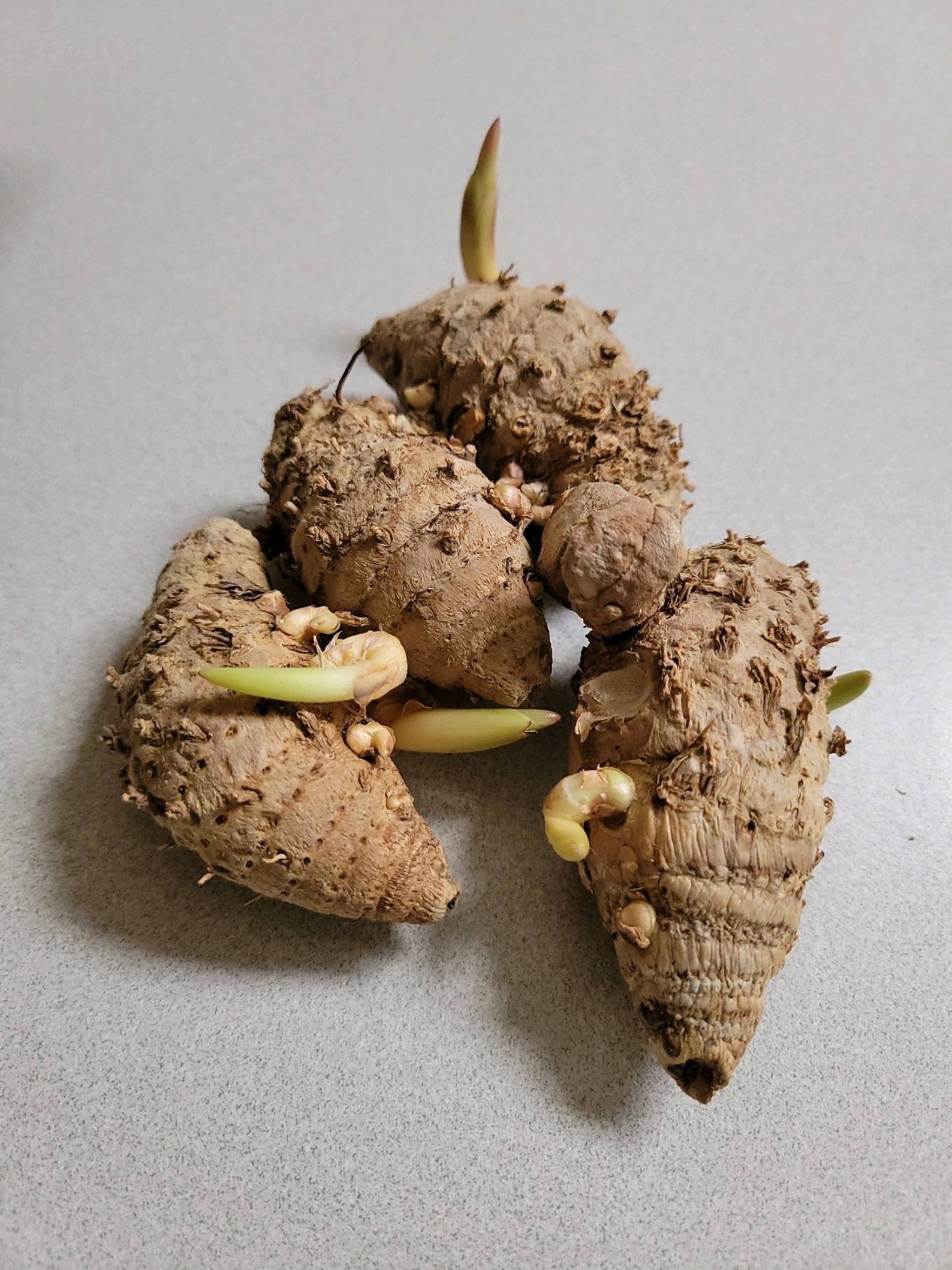 Fresh Organic Black Turmeric Curcuma Caesia Kali Haldi Etsy