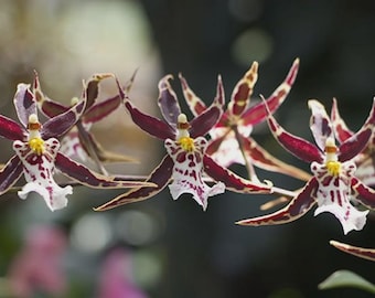 Brs Aunty Diana Aki Malika Orchid Plant Bare Root. 50 Shades of