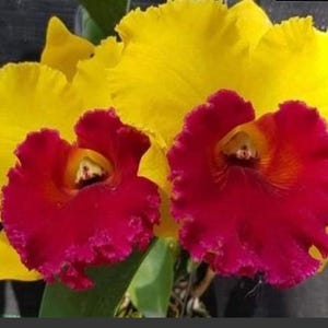 May include: Close-up of vibrant Cattleya orchids. The flowers feature a striking contrast of colors, with deep red petals and bright yellow outer petals. The blooms have a ruffled texture and a detailed center.