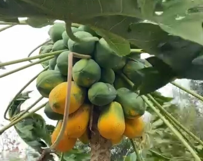 Hawaiian Papaya Tree Plant Bare Root Etsy