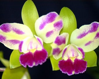 Orchid seedling Purple Cattleya RLC Yen Corona Green Genie live plant Orchid seedling Purple Cattleya RLC Yen Corona Green Genie live plant