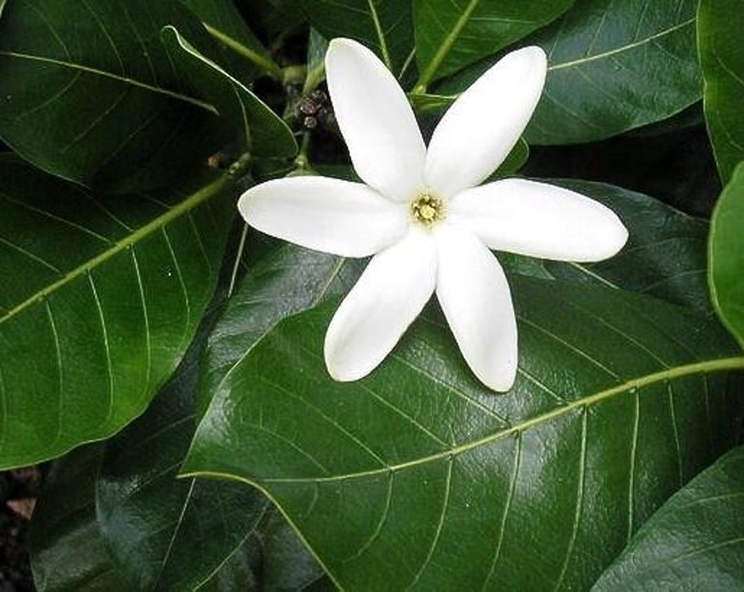 Tiare Flower Starter Plant Also Called Tahitian Gardenia 50 Shades of Aloha  - Etsy