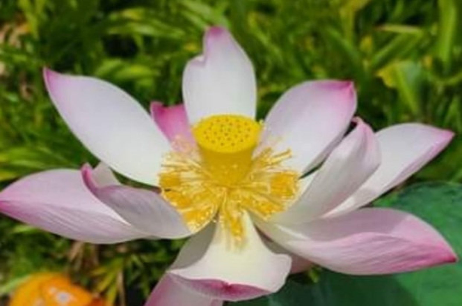 RARE RARE RARE Giant Lotus Colorful Clouds Aquatic Plant Etsy