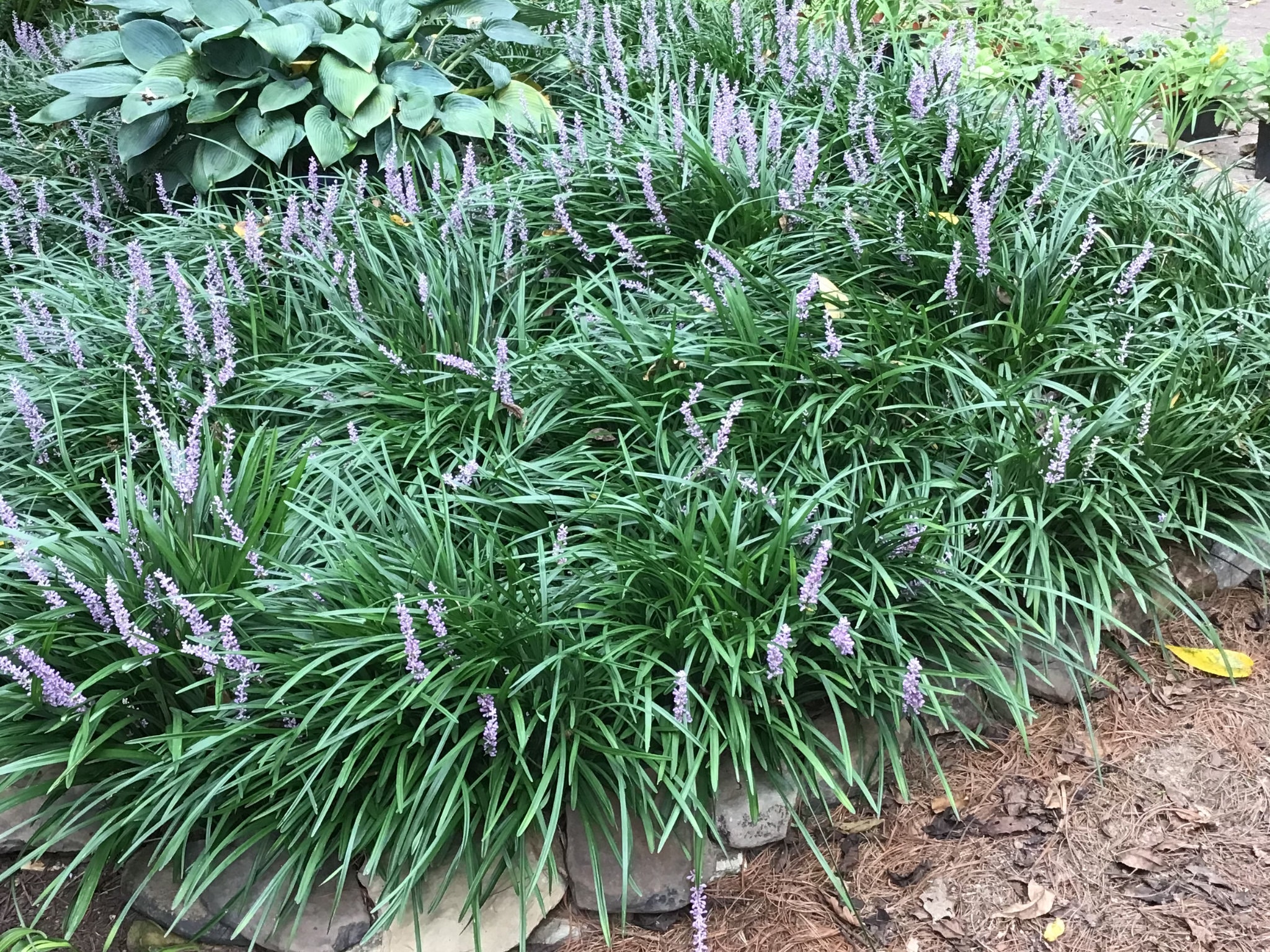 Liriope Spicata