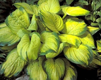 Hosta Glass Etsy
