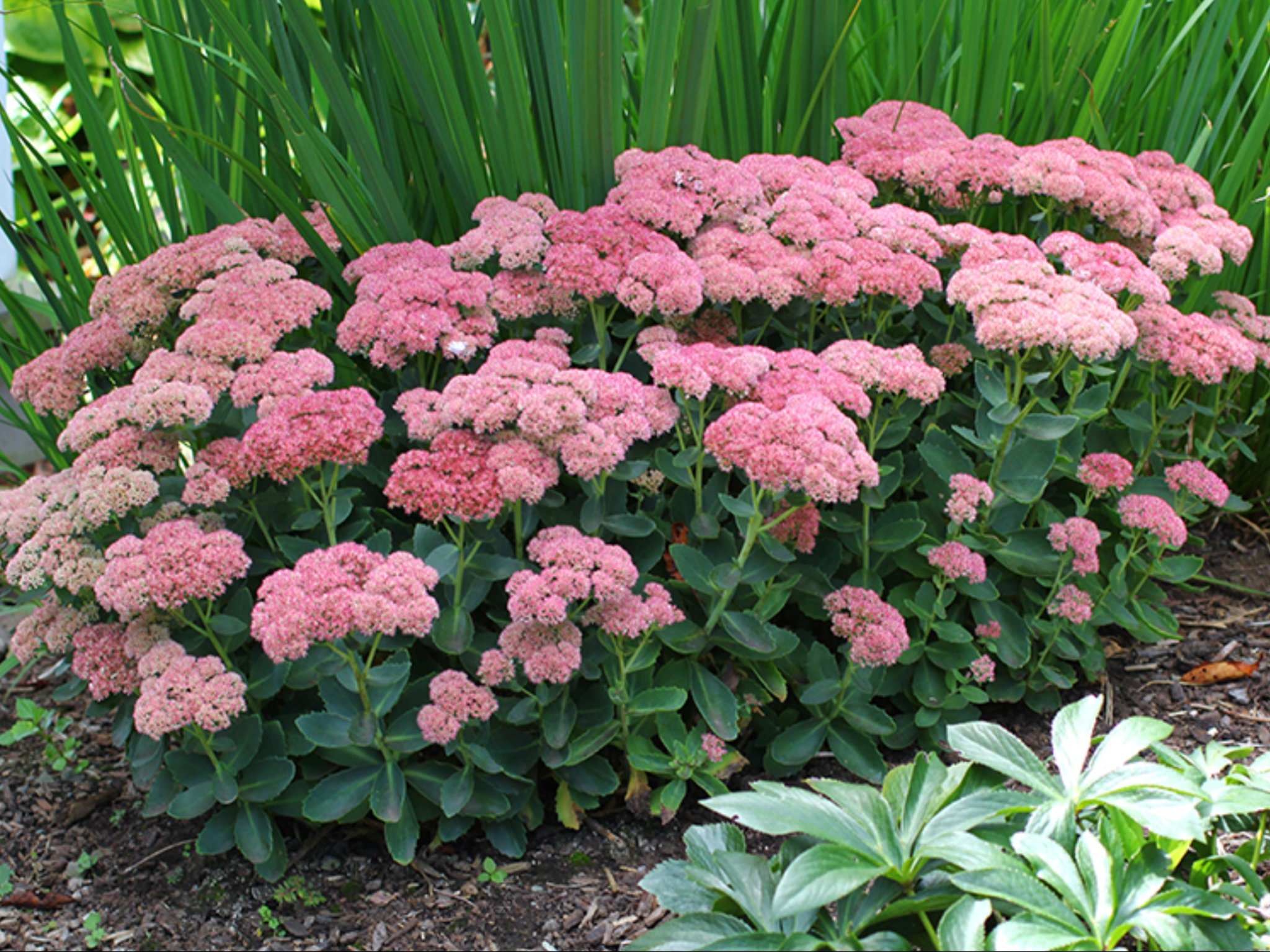 Autumn Joy Sedum Plants