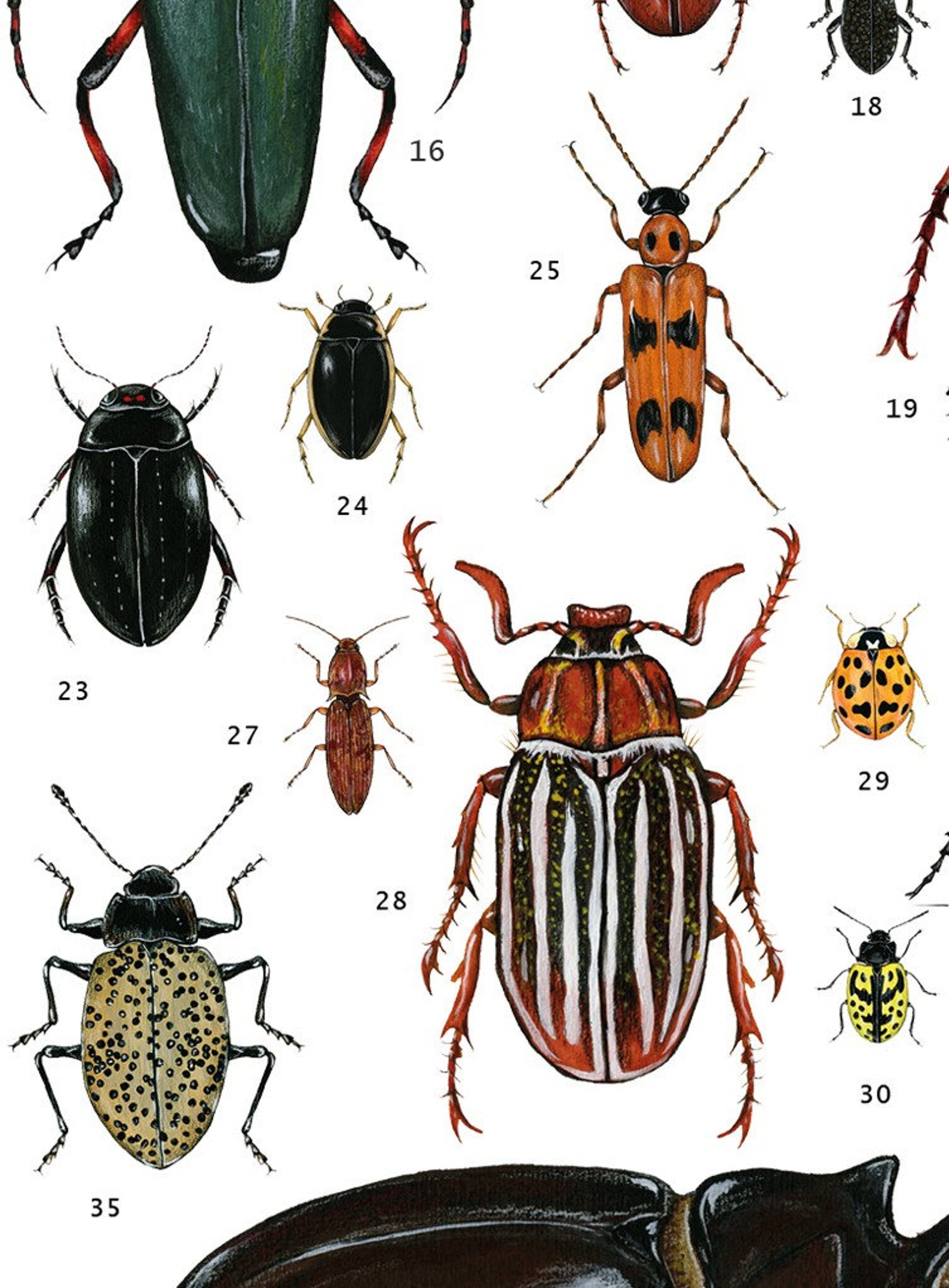 Illustration of Beetles Coleoptera Poster Poster of | Etsy