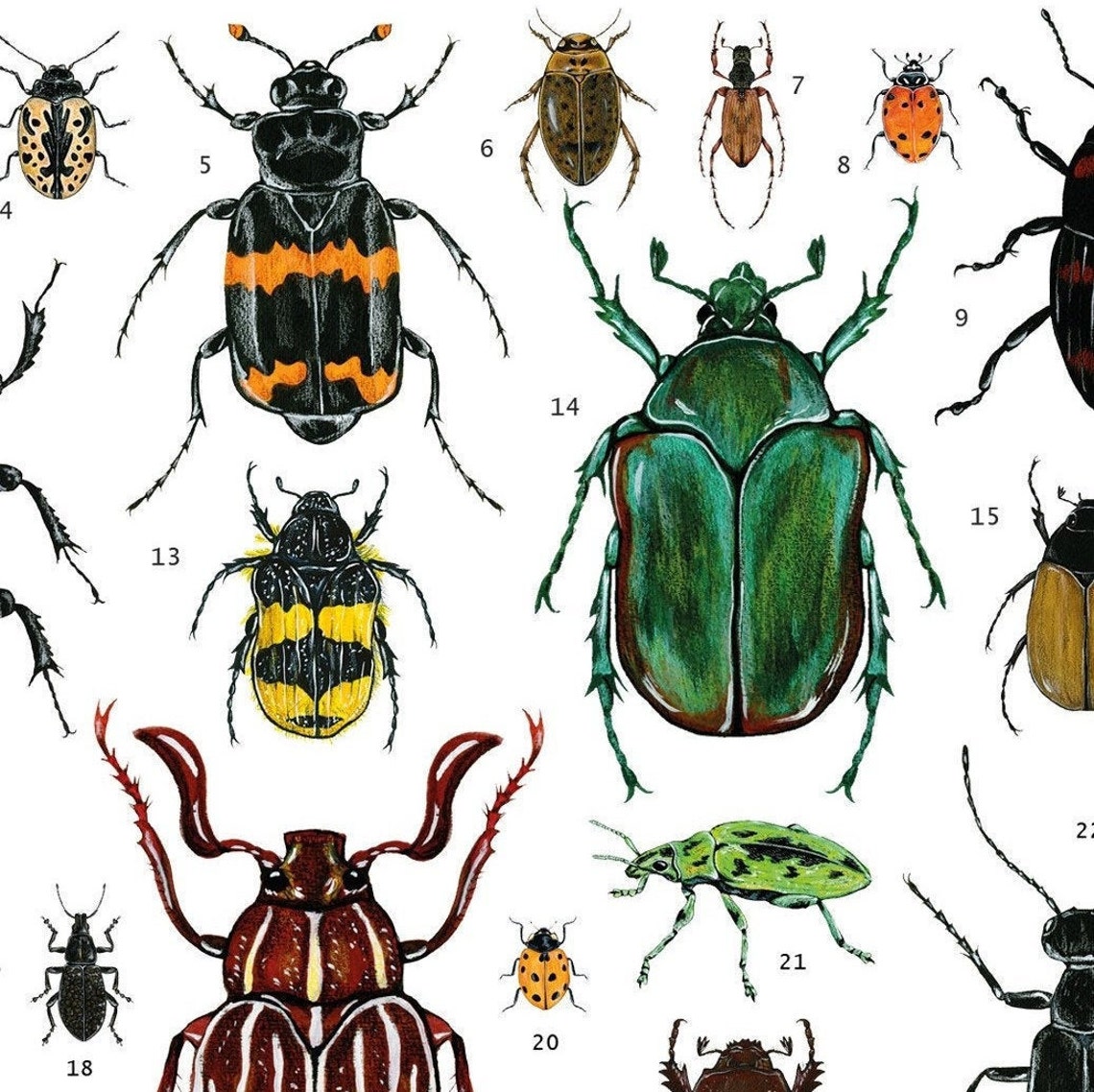 Beetle Illustration Coleoptera Poster Instant Download - Etsy