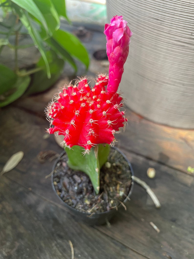 Red Star Flowered Ruby Ball Cactus 2.5 Potted Grafted image 1