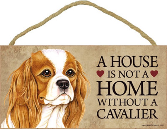 Cavalier free best sale to good home