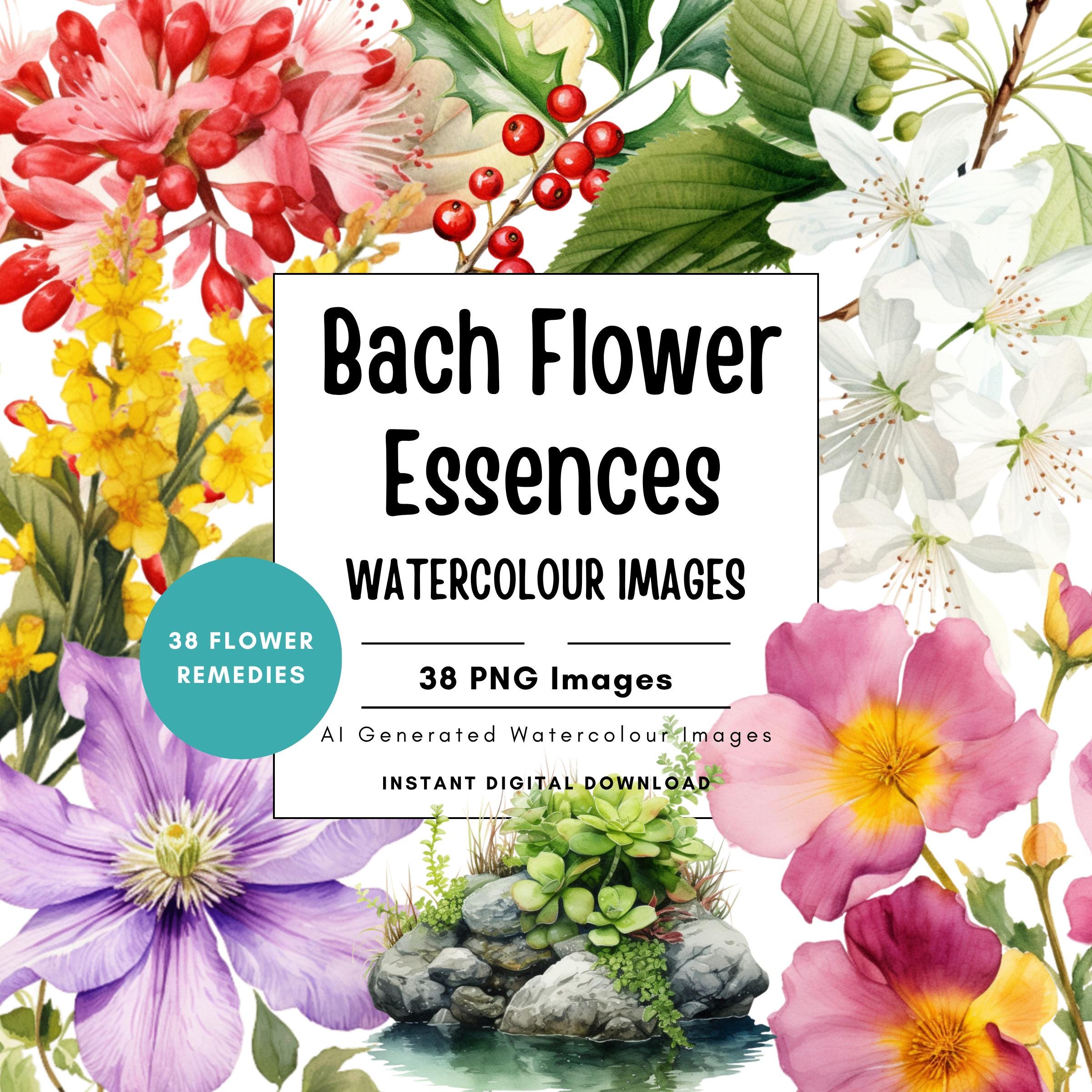 The 38 Bach Flower Essences/バッチフラワーエッセンス ガイド/英語版
