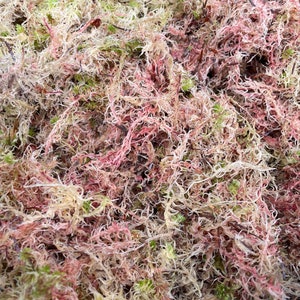 1 Bag 4L Fresh Green Sphagnum Moss For Plants Pots Daffodils Hyacinth  Spring Bulbs & Terrariums