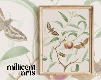 Antique Butterfly Painting | Moth Print | Printable Download