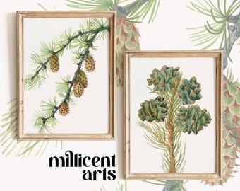 Set of 2 Pine Tree Prints | Christmas Wall Art | Antique Holiday Printable | Digital Download