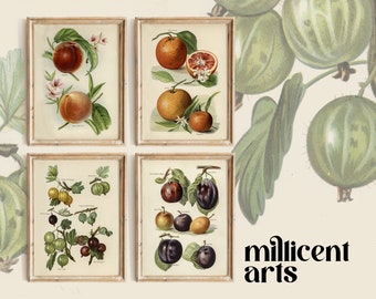 Botanische Früchte 4er Set | Druckbare Wandkunst | Digitaler Download - Vintage Illustrationen von Pfirsich, Orange, Stachelbeere, Pflaume
