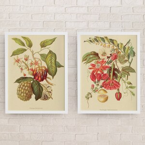 Set of 2 Vintage Flower Botanical Prints- Instant Download - Wall Art- Wall Decor-Antique Decor