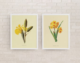 Set of 2 Vintage Flower Prints- Instant Download -Yellow- Wall art - Wall Decor -Vintage-Antique-Wall Decor