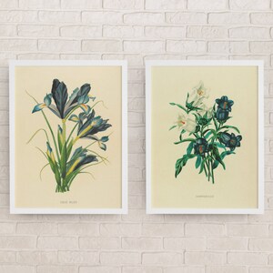 Set of 2 Vintage Flower Prints- Instant Download- Wall Art - Wall Decor-Antique-Botanical-Wall Art