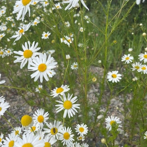 Wild-harvested Chamomile Tea