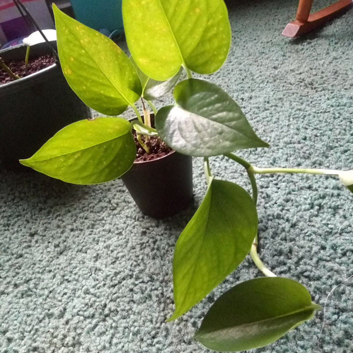 Rare and hard to find Jessenia Pothos. 4 pot plant Etsy