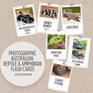 Könnte beinhalten: Ein Satz fotografischer Lernkarten mit australischen Reptilien und Amphibien. Die Karten zeigen Bilder einer Rotbauch-Schwarzen Schlange, einer Bandy-Bandy-Schlange, eines Krokodils, eines Grünen Baumfrosches, eines Blauzungen-Skinks und einer Teppichpython.