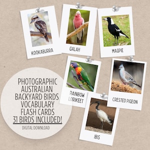 May include: A set of 31 photographic flash cards featuring Australian backyard birds. The cards are printed on white paper with a brown border and feature a photo of each bird with its name printed below. The birds pictured include a kookaburra, galah, magpie, rainbow lorikeet, crested pigeon, and ibis.