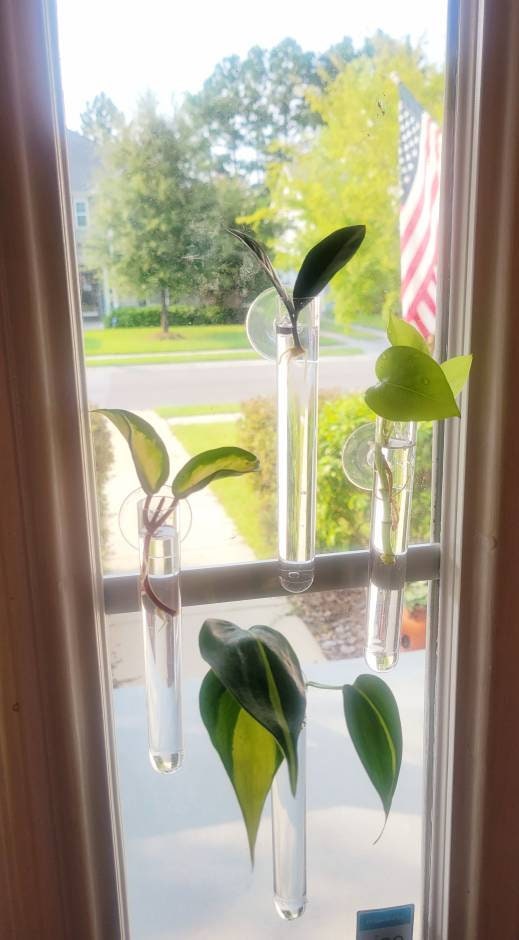 Window Propagation Tube 20mm Opening Etsy