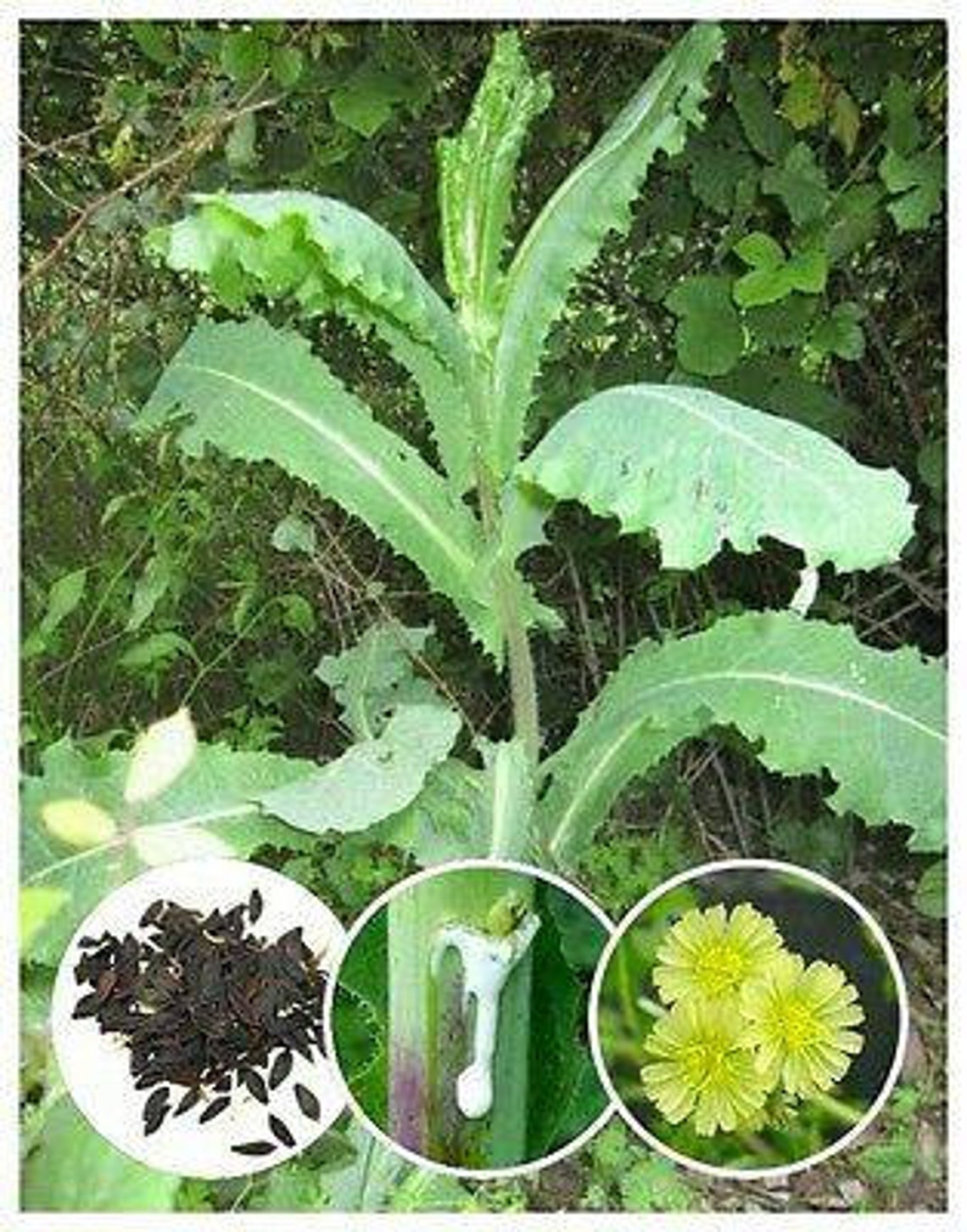Wild Lettuce Lactuca Virosa Opium Lettuce Organic Herb 75 Etsy