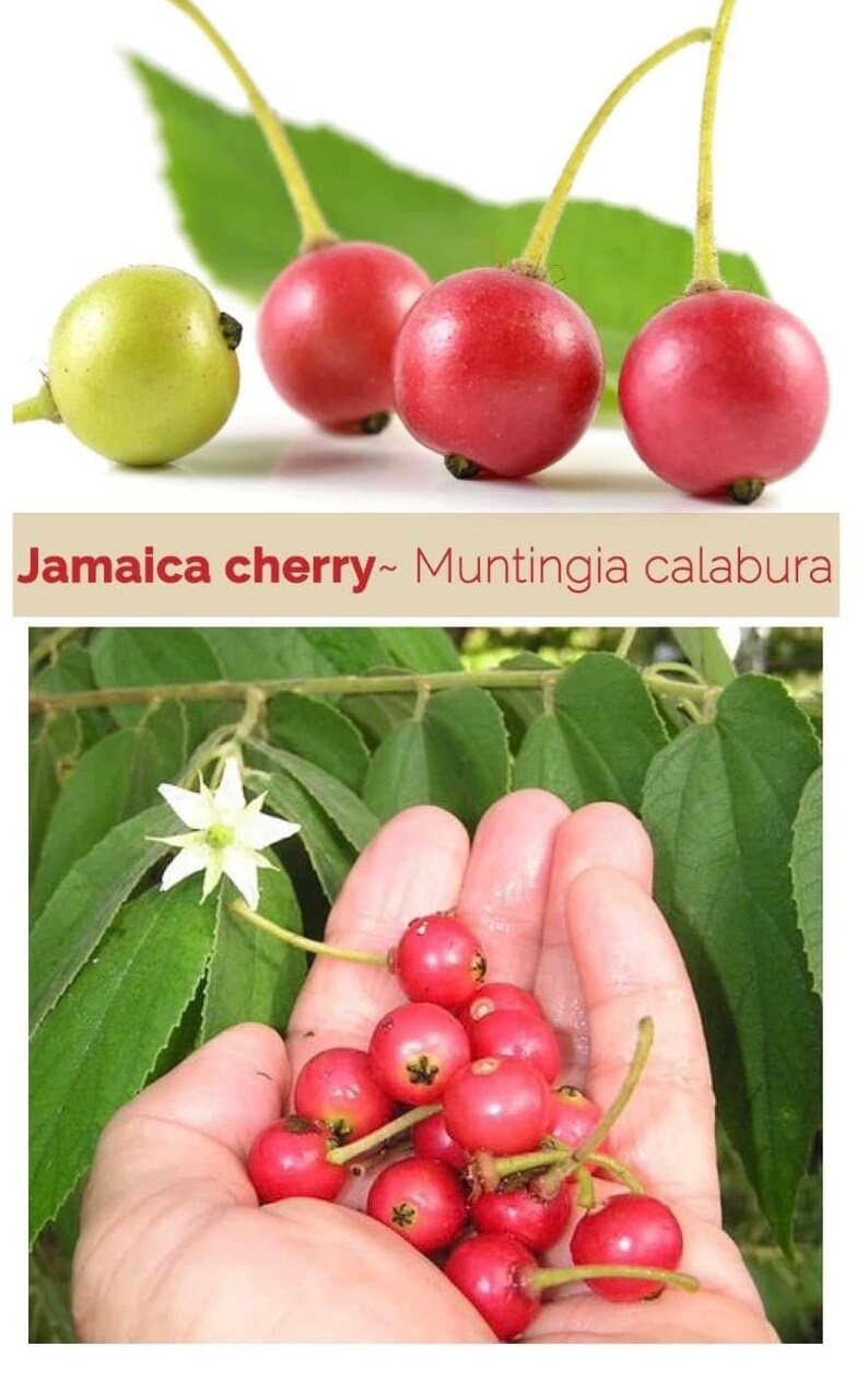 JAMAICAN CHERRY Strawberry Tree/ Muntingia Calabura/ Cây Trứng Etsy