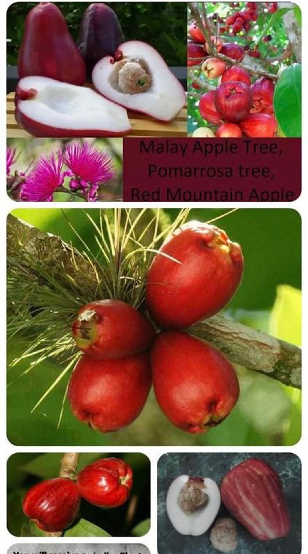 3gal MALAY APPLE/ Red Mountain Apple/syzygium Malaccense/