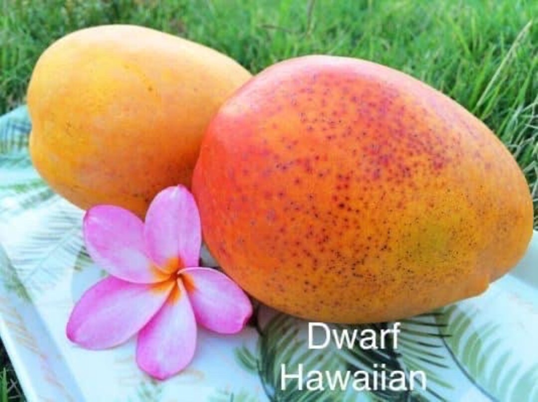 3gal DWARF HAWAIIAN Mango Tree. Grafted Live Plant Fruit Soon Etsy
