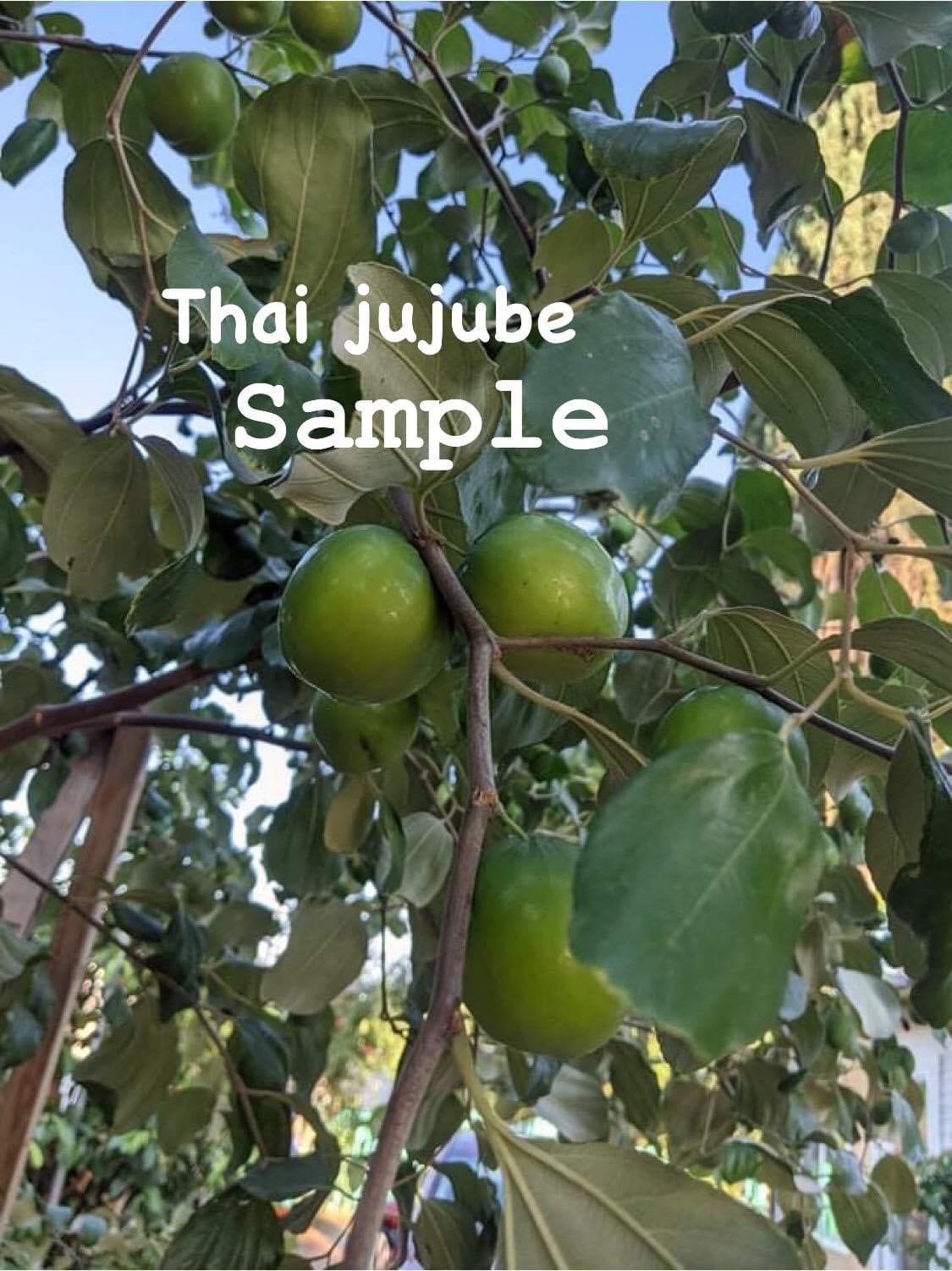 Nice Full THAI JUJUBE 7GALLON. Grafted Thai Giant/indian - Etsy