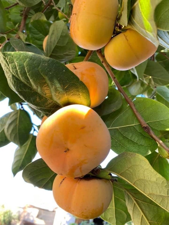 fuyugaki-persimmon-ubicaciondepersonas-cdmx-gob-mx